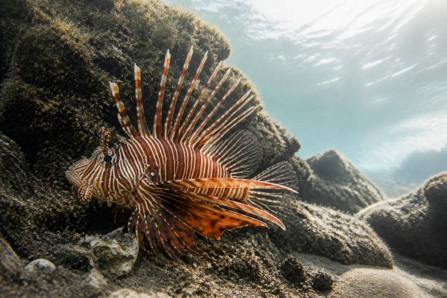 Poisson-lion près d'un rocher sous-marin aux épines dressées
