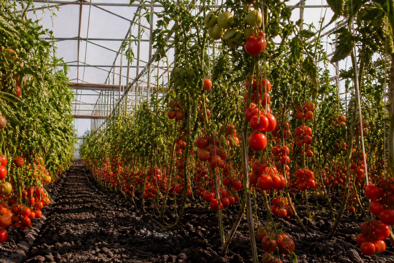 Serra di pomodori Pachino con filari carichi di frutti rossi sotto luce filtrata